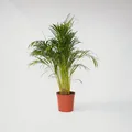 Produktbild: Plant in a Box - Goldfruchtpalme - Dypsis lutescens - Höhe 140-150cm - Topf 27cm