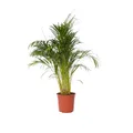Produktbild: Plant in a Box - Dypsis Lutescens - Areca Goldfruchtpalme - XXL Zimmerpflanze - Luftreinigende palme - Topf 27cm - Höhe 140-150cm