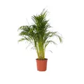 Produktbild: Plant in a Box  Goldfruchtpalme Dypsis lutescens 140cm Zimmerpalme