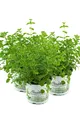 Produktbild: 3er Set Oregano, frische Küchenkräuter Pflanze