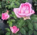Produktbild: Rosa Beverly ® - Edelrose Beverly ® - Kordes Rose