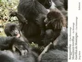 Produktbild: Berggorillas. Gorilles de montagne. Mountain Gorillas: Eine Hommage. An Homage. Un Hommage