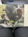Produktbild: Berggorillas : eine Hommage = Mountain gorillas. Berggorillas sind freundliche u