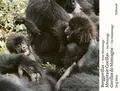 Produktbild: Berggorillas - Moutain Gorillas - Gorilles de Montagne ~ Jör ... 9783905800333