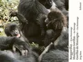 Produktbild: Berggorillas - Moutain Gorillas - Gorilles de Montagne | Jörg Hess | 2011