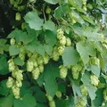 Produktbild: Humulus Lupulus Opal Hopfen 40–60 cm