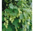 Produktbild: Pflanzen für Dich Kletterpflanze Humulus lupulus Opal, 1 St., Hopfen, Edelhopfen, aromatisch, schnellwachsend