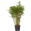 Produktbild: Bambus - Fargesia nitida 'Gansu' - Höhe 50-70cm - Topf 17cm