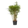 Produktbild: Plant in a Box - Bambus - Fargesia nitida 'Gansu' - Höhe 50-70cm - Topf 17cm - Nicht invasiver Bambus Winterhart - Grün