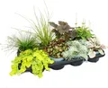 Produktbild: Bunte Herbst-Staudenmischung „Herbstzauber“ – 8 verschiedene winterharte Stauden