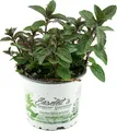Produktbild: Enseleits Schokoladen-Minze Pflanze, Schoko-Minze, Winterhart (Mentha piperita)