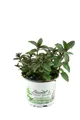 Produktbild: Schokoladen-Minze Pflanze, Schoko-Minze, Winterhart (Mentha piperita)
