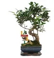 Produktbild: Bonsai Chinesischer Feigenbaum - Ficus retusa - ca. 6 Jahre