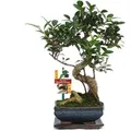 Produktbild: Exotenherz Bonsai Chinesischer Feigenbaum Ficus Retusa ca. 6 Jahre