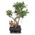 Produktbild: Bonsai Chinesischer Feigenbaum - Ficus retusa - ca. 6 Jahre