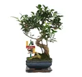 Produktbild: Exotenherz - Bonsai Chinesischer Feigenbaum - Ficus retusa - ca. 6 Jahre