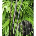 Produktbild: BALDUR Garten 1x Schwarzer Bambus 'Black Pearl', Pflanze im 2 Liter-Topf, Fargesia nitida Blackpearl, winterhart, pflegeleicht, immergrün, schwarz...