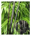 Produktbild: Schwarzer Bambus 'Black Pearl', 1 Pflanze, Fargesia nitida Blackpearle