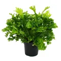 Produktbild: Exotenherz Asplenium antiquum Leslie besondere Farn-Sorten fürs Zimmer Nestfarn 17cm Topf ca. 30-40cm hoch