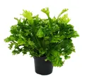 Produktbild: Exotenherz Zimmerpflanze Asplenium Farn-Sorten fürs Zimmer Nestfarn 17cm Topf ca.30-40cm hoch