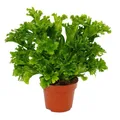 Produktbild: Exotenherz Asplenium antiquum Leslie - besondere Farn-Sorten fürs Zimmer - Nestfarn - 12cm Topf - ca. 25cm hoch