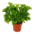 Produktbild: Exotenherz Zimmerpflanze Asplenium Farn-Sorten fürs Zimmer Nestfarn 12cm Topf ca. 25cm hoch