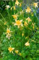Produktbild: Aquilegia chrysantha 'Yellow Queen', Akelei, gelb, ca. 9x9 cm Topf