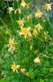 Produktbild: Aquilegia chrysantha 'Yellow Queen' 9x9 cm Topf – Winterhart, Mehrjährig, Pflegeleicht – Akelei – Staude für Beet & Rabatte