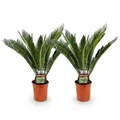 Produktbild: Green boutiQ - Zimmerpflanze - Cycas revoluta - Palmfarn - Wenig Pflege - Grün - 2 - Topf 17cm - Höhe 55-65cm