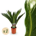 Produktbild: Zimmerpflanze - Cycas revoluta - Palmfarn - Wenig Pflege - 2x - Ø17cm - ↕55-65cm