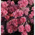 Produktbild: Große Fetthenne Karfunkelstein - Sedum maximum