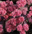 Produktbild: Große Fetthenne Karfunkelstein - Sedum maximum - lebende Gartenpflanze aus den Baumschulen
