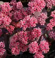 Produktbild: Große Fetthenne Karfunkelstein - Sedum maximum