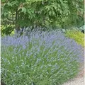 Produktbild: Lavendel Grappenhall - Lavandula intermedia