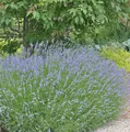 Produktbild: Lavendel Grappenhall - Lavandula intermedia