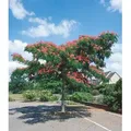 Produktbild: BALDUR Garten 1x Albizia Ombrella, Pflanze im 2 Liter-Topf, Albizia julibrissin, Seidenbaum, Schlafbaum, schirmartiger Wuchs, abends rollen sich di...