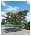 Produktbild: Albizia 