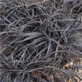 Produktbild: Dunkelblättriger Schlangenbart Black Dragon - Ophiopogon planiscapus