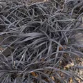 Produktbild: Dunkelblättriger Schlangenbart Black Dragon - Ophiopogon planiscapus