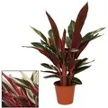 Produktbild: Exotenherz Schattenpflanze mit Ausgefallenem Blattmuster Calathea Triostar 14cm Topf