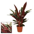 Produktbild: Schattenpflanze mit ausgefallenem Blattmuster - Calathea triostar - 14cm Topf