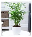 Produktbild: BALDUR Garten Chamaedorea Palme, 1 Pflanze, Luftreinigende Zimmerpflanze, unterstützt das Raumklima, Bergpalme Zimmerpalme, Grünpflanze, mehrjährig - frostfrei halten, Chamaedorea elegans