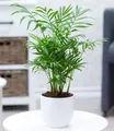 Produktbild: BALDUR Garten Zimmerpflanze Chamaedorea Palme, 1 St., Zimmerpflanze, pflegeleicht