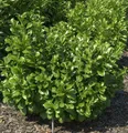 Produktbild: Lorbeerkirsche Etna® 80-100cm - Prunus laurocerasus