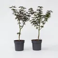 Produktbild: Plant in a Box - Japanischer Ahorn - 2 Stk - Acer palmatum 'Starfish' - Höhe 60-70cm - Topf 19cm