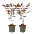 Produktbild: Plant in a Box - Acer palmatum 'Starfish' - 2er Set - Japanischer Ahorn Winterhart - Topf 19cm - Höhe 60-70cm