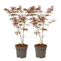 Produktbild: Plant in a Box 2 Japanischer Ahornen Acer palmatum 'Starfish' 60cm Baum
