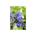 Produktbild: Ajuga reptans, Günsel, ca. 9x9 cm Topf, bodendeckend