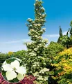 Produktbild: BALDUR Garten Hartriegel 'Flower Tower',1 Pflanze, säulenartiger Wuchs, üppige Blütenpracht, dekorativer Fruchtschmuck, winterhart, pflegeleicht, ideal für Beet & Kübel, bienenfreundlich