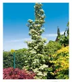 Produktbild: BALDUR Garten Hartriegel 'Flower Tower',1 Pflanze, säulenartiger Wuchs, üppige Blütenpracht, dekorativer Fruchtschmuck, winterhart, pflegeleicht, ideal für Beet & Kübel, bienenfreundlich